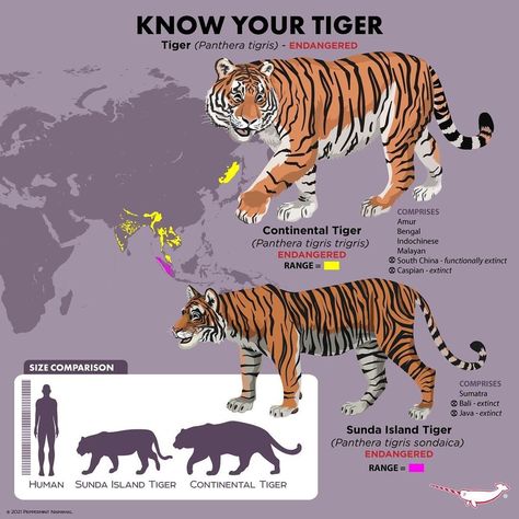 Skull Structure, International Tiger Day, Wild Cat Species, Tiger Species, Tiger Day, Animal Infographic, Pig Breeds, Animals Information, Panthera Tigris