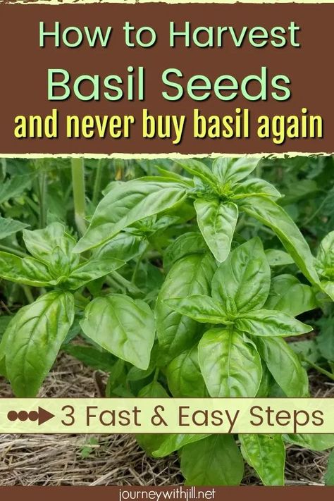 Harvest Basil, Harvesting Basil, Growing Basil, Types Of Herbs, Gardening Herbs, Basil Seeds, Herb Garden Design, Basil Plant, Herbs Garden