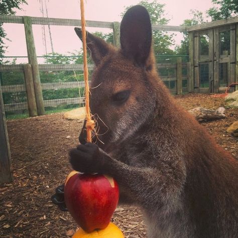 wallaby with fruit Wallaby Enrichment, Kangaroo Enrichment, Petting Zoo Ideas, Dolphin Trainer, Zoo Enrichment, Enrichment Projects, Animal Enrichment, Diy Bird Toys, Paddock Paradise