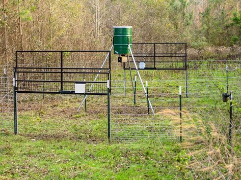 Hog Trap, Wild Hogs, Cattle Panels, Decking Screws, Wild Pig, Wild Hog, Trap Door, Mississippi State University, Swinging Doors