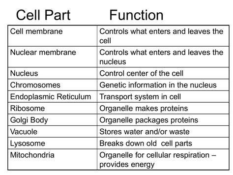 Animal Cell | Definition , Functions & Structure Cell Biology Notes College, Biology Notes Cells, Animal Cell Functions, Animal Cell Parts And Functions, Types Of Cells Biology, Plant Cell Parts And Functions, Biology Notes Animal And Plant Cells, Parts Of The Cell, Structure Of Cell