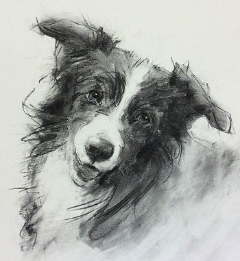 Border Collie Drawing Pencil, Border Collie Sketch, Nicky Litchfield, Tatoo Dog, Border Collie Art, Dog Sketch, Charcoal Sketch, 강아지 그림, Charcoal Art