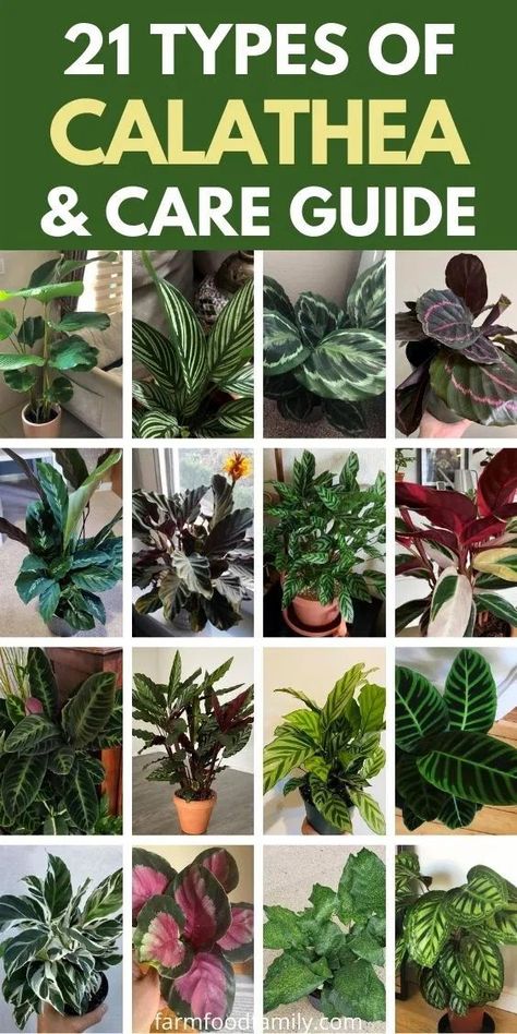 Calathea plants are some of the most popular houseplants. Even though they are not originally meant to be grown indoors, a lot of people decide to do it because it’s not just simple, but fun to do it as well. Types Of Calathea Plant, How To Care For Calathea Plant, Calathea Types, Types Of Indoor Plants, Calathea Varieties, Calathea Rattlesnake Plant, Rattlesnake Plant, Calathea Insignis, Calathea Rattlesnake