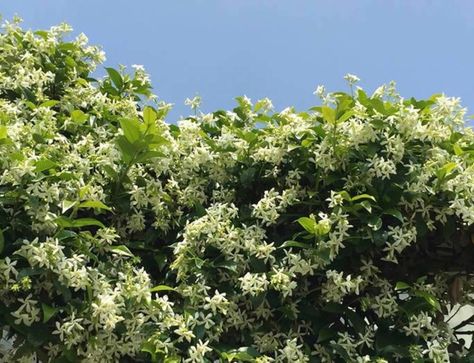 Evergreen Climbing Plants Buy UK Climbing Plants Fence, Climbers For Shade, Evergreen Climbing Plants, Plants That Like Shade, Wall Climbing Plants, Evergreen Climbers, Climber Plants, Clematis Plants, Plants Uk