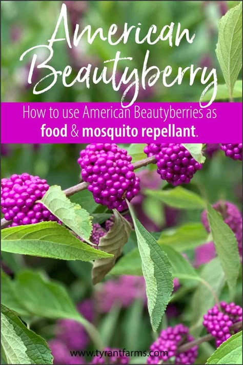 American beautyberries are a gorgeous native plant that produce edible berries and mosquito-repellent leaves. Find out how to use beautyberries here! #tyrantfarms #americanbeautyberry #beautyberry #ediblelandscaping #nativeplants #foraging Edible Berries, Beauty Berry, Berry Plants, Harvest Basket, Berry Bushes, Survival Gardening, Berries Recipes, Edible Landscaping, Wild Edibles