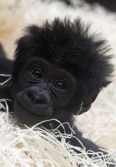 Sweet Face. ••••(KO) There's naughtiness in there. You can see it his/her eyes. The badness will soon out. Regard Animal, Baby Gorilla, Gorilla Gorilla, Baby Gorillas, Cute Monkey, Pictures Of The Week, Baby Monkey, Primates, Sweet Animals