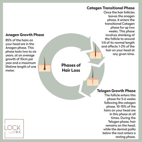 Hair experiences three distinct growing phases. LOCKrx is formulated with known ingredients to extend the length of your anagen phase growth period. Learn more at lockrxhair.com/ #lockrx #hairgrowthcycle Hair Growth Cycle, Hair Shedding, One Hair, Hair Follicle, Hair Health, Anaheim, Health Tips, Period, Health