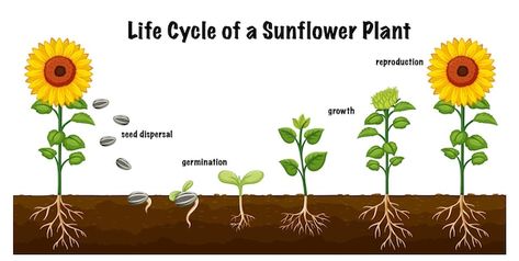 Free vector life cycle of a sunflower pl... | Free Vector #Freepik #freevector #svg #cartoon-drawing #cartoon-svg #art Life Cycle Of Sunflower, Plant Diagram, Sunflower Plant, Seed Dispersal, Planting Sunflowers, Svg Art, Cartoon Svg, Drawing Cartoon, Fabric Flowers Diy