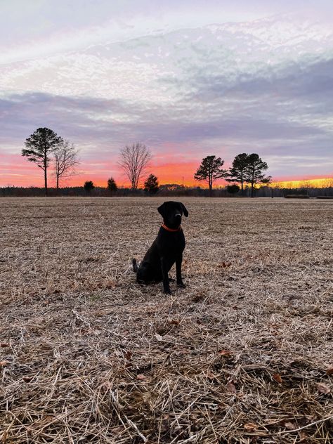 Duck hunting dog Labs Hunting, Duck Hunting Dogs, Western Photo Shoots, Country Dog, Muddy Dog, Western Photo, Dream Dog, Dream Family, Very Cute Dogs