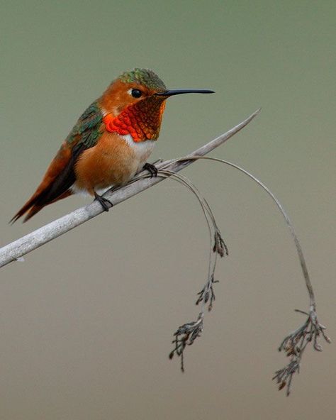 Allen's Hummingbird, Hummingbird Photos, Green Crown, Hummingbird Pictures, Hummingbird Garden, Bird Tree, Nature Birds, Wild Things, Little Birds