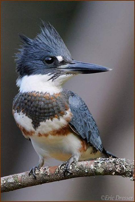 Embedded image Belted Kingfisher, Poster Images, Colourful Birds, Bird Identification, Kingfisher Bird, Watercolor Birds, Bird Paintings, Kinds Of Birds, Nature Birds