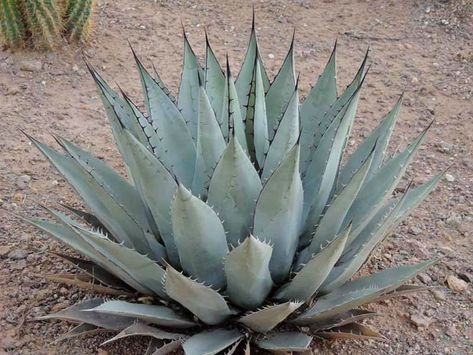 Agave parryi subsp. neomexicana - New Mexico Agave Arid Garden, Dessert Landscape, Oasis Garden, Arizona Landscape, Backyard Plants, Agave Plant, Drought Resistant, Front Patio, Desert Oasis