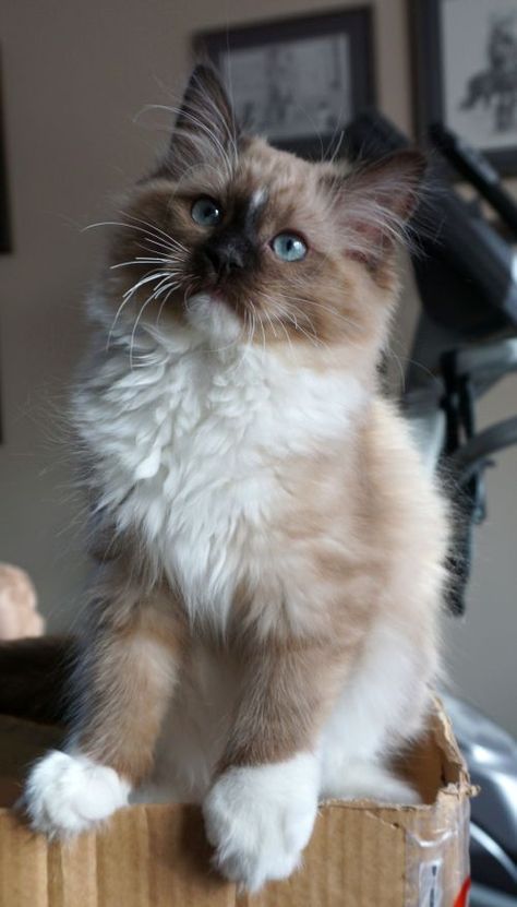 Retired & Young Adults Available | Ranchinragz Ragdolls Ragdoll Cats For Sale, Wcue Morph, House Cats, Dream's Cat, Wallpaper Cat, Ragdoll Cats, Tattoo Cat, Cat Anime, Aesthetic Cat