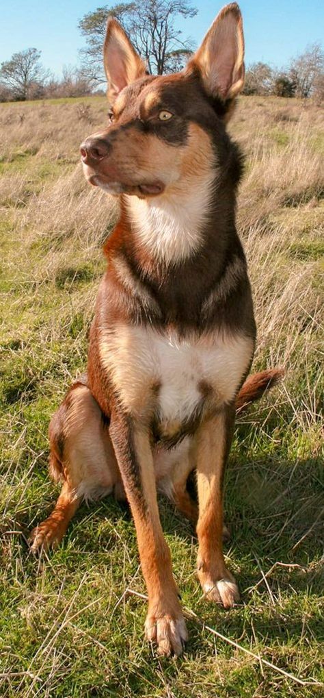 12 Interesting Facts About the Australian Kelpie Dog Breed - PETRAGE Australian Dog Breeds, Kelpie Dog, Australian Kelpie Dog, Beautiful Dog Breeds, All Breeds Of Dogs, Australian Kelpie, Sun Dogs, Farm Dogs, Australian Shepherd Dogs