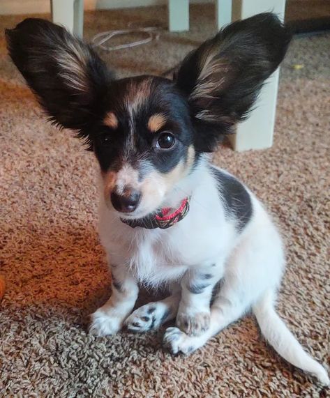 The Very Best of The Big Ear Dog Challenge Dogs With Big Ears, Big Ears, Good Listener, Amazing Animals, Adorable Animals, Little Dogs, Of Course, Ivy, Animal Lover