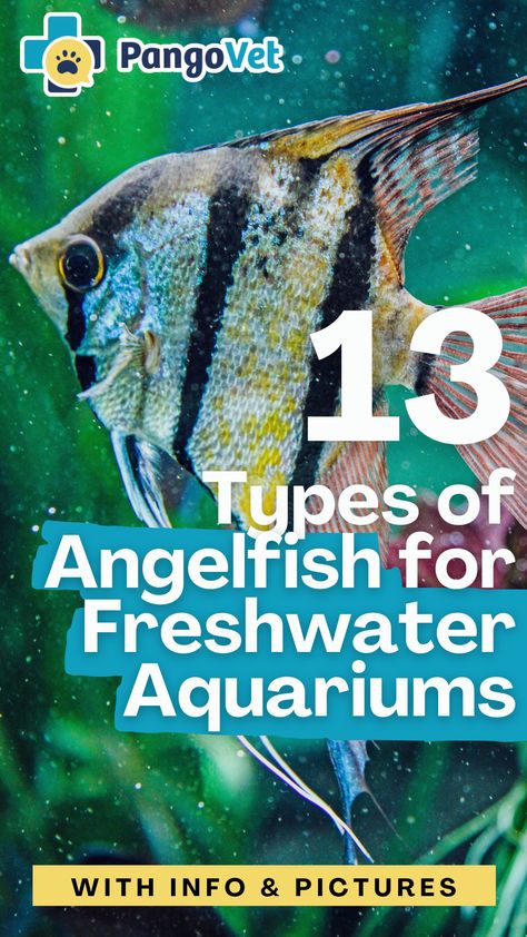 We’ve made a list of 13 of the most popular types of Angelfish found in aquariums around the world, and we’re going to take a look at each one and tell you how it differs from the others. Types Of Fish Aquarium, Angel Fish Aquarium, Large Fish Tank Ideas Living Rooms, Angelfish Aquarium, Freshwater Angelfish, Large Fish Tanks, Fish Underwater, Cool Fish, Angel Fish