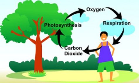 Carbon Dioxide Oxygen Cycle, Carbon Dioxide Cycle, Oxygen Cycle, Plant Adaptations, Plants Worksheets, Nitrogen Fixation, Carbon Cycle, Shape Collage, Ozone Layer