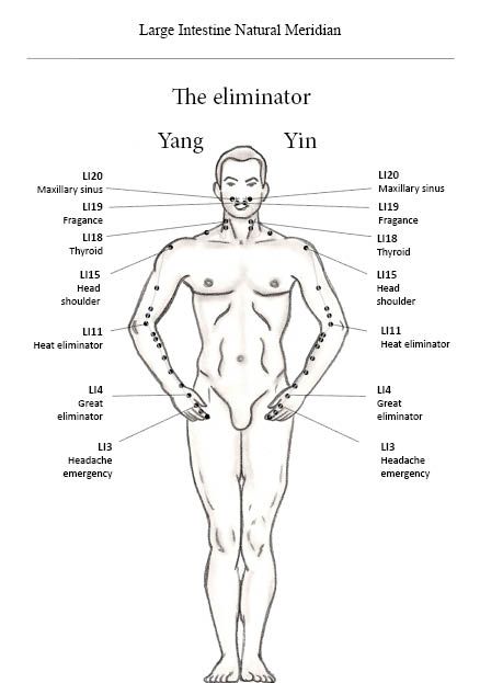 Maxillary Sinus, Small Intestine, Acupuncture Points, Large Intestine, Acupressure Points, International School, Traditional Chinese Medicine, Chinese Medicine, Acupressure