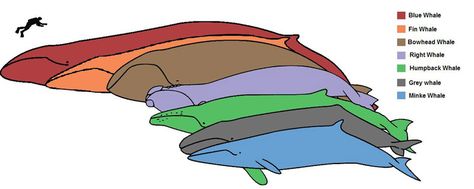 picture of baleen whales | comparison of the size of baleen whales, the bowhead and grey whales ... Types Of Whales, Bowhead Whale, Whale Species, Fin Whale, Baleen Whales, Largest Whale, Big Whale, Gray Whale, Arctic Ocean