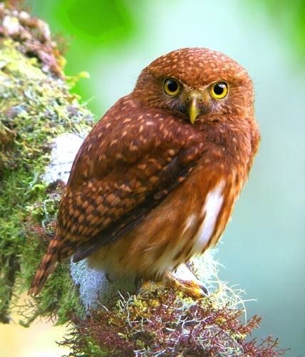 Andean Pygmy Owl (Glaucidium jardinii) Colombia, Ecuador, Peru and Venezuela Pygmy Owl, Beautiful Owls, Burrowing Owl, Cloud Forest, World Birds, Hoot Owl, Beautiful Owl, Endangered Animals, Music Entertainment