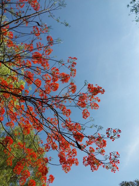 Gulmohar, red flowers, blue sky, clear sky, sky aesthetic, spring blossoms, summer season Gulmohar Tree, Aesthetic Bg, Spring Scenery, Bookmark Craft, Spring Blossoms, Nature Adventure, Spring Blossom, Home Reno, Meeting Room