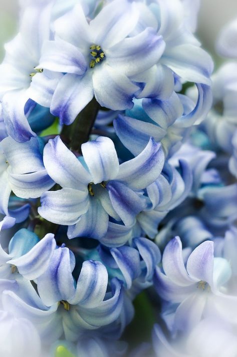 Hyacinth Aesthetic, Blue Hyacinth, Flowers Aesthetic, Art Photo, Flower Wallpaper, Colorful Flowers, Shades Of Blue, Blue Flowers, Photo Art