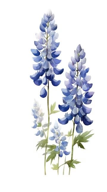 Premium AI Image | Deep Blue Lupine Cluster in Contemporary Watercolor Style on White Background Perfect for NatureThemed Designs Generative AI Lupin Painting, Watercolour Blue Flowers, Watercolor Lupine, Blue And White Flower Painting, Lupin Drawing, Blue Watercolor Art, Blue Watercolor Flowers, Watercolor Art Blue, Flowers Watercolor