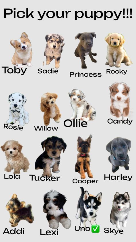 Preppy Puppy, Disney Pictures, New Puppy, Dog Supplies, Rocky, Cute Dogs, Cute Animals, Puppies, Disney