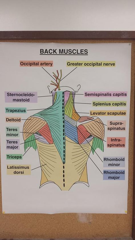 Muscles of the back dissection (Dr. Jackson) Muscles Of The Back, Studie Hacks, Physical Therapy School, Human Muscle Anatomy, Physical Therapy Student, Studera Motivation, Nursing School Motivation, Medical School Life, Basic Anatomy And Physiology