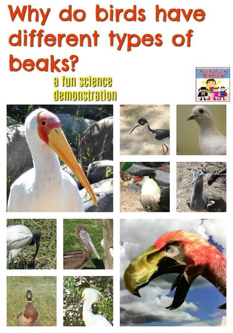 bird beak science experiment Bird Beaks Activity, Ks1 Science, Suet Recipe, Homeschooling Science, Science Demonstrations, Birds For Kids, Nature Games, Types Of Birds, Experiment For Kids