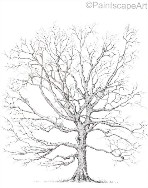 11X14 inch pen drawing of a Bur Oak tree (Quercus macrocarpa) Oak Tree Pencil Drawing, Oak Tree Drawing Sketch, Oak Drawing, Bur Oak Tree, Logo Tim, Oak Tree Drawings, Tree Line Drawing, Oak Tree Tattoo, Tree Outline