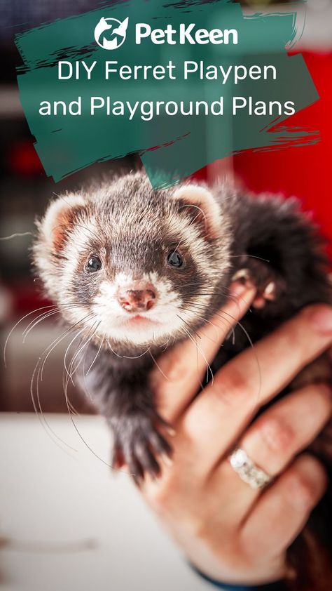 Even if you’re only moderately good at DIY projects, you should be able to find a playground or playpen below that’s easy enough for anyone to build. #diy #petkeen #ferretplaypen #diypetplaypen #petcare #happypets #smallpets Ferret Playpen, Playground Plans, Ferret Diet, Ferret Diy, London Walks, Ferrets Care, Ferret Cage, A Ferret, Carriage Driving