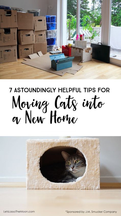 Moving With Cats, House With Cats, Diy Moving, Moving House Tips, Moving Hacks, Tips For Moving, Cat Tips, Cat Things, Moving Packing