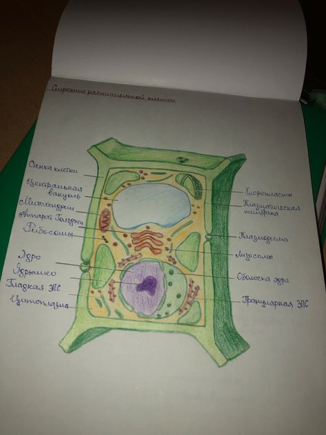 Biology Sketches, Plant Cell Drawing, Drawing Biology, Biology Drawing, Plant Cell, Biotechnology, Sketch Drawing, Study Notes, Study Motivation