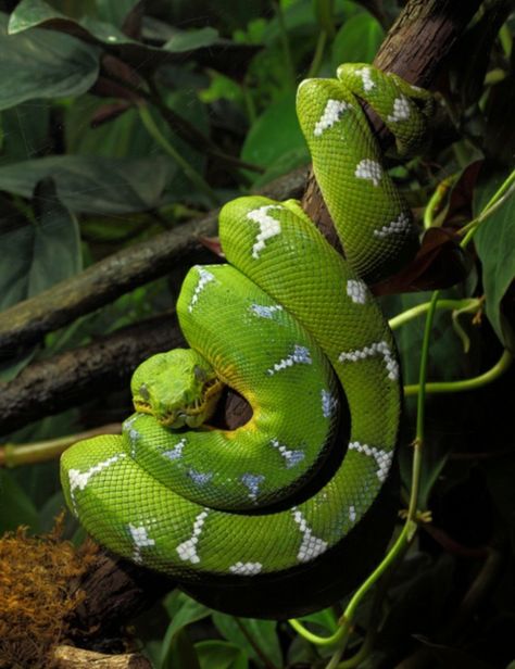 Emerald Tree Boa, Pretty Snakes, Boa Constrictor, Cute Reptiles, Cute Snake, Beautiful Snakes, Snake Art, Green Snake, Deep Skin