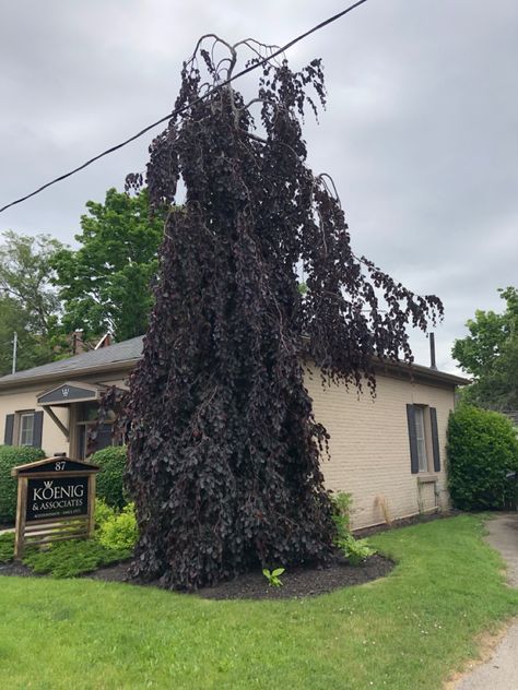 Weeping copper beech tree purple fountain Purple Fountain Beech Tree, Weeping Beech Tree, Copper Beech, Beech Tree, Future Garden, Faith And Hope, Black Garden, Our Future, A Flower