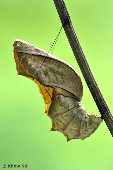 Butterfly Pupa, Butterfly Cocoon, Butterfly Chrysalis, Butterfly Life Cycle, Industrial Design Sketch, Beautiful Bugs, Arthropods, Arachnids, Bugs And Insects