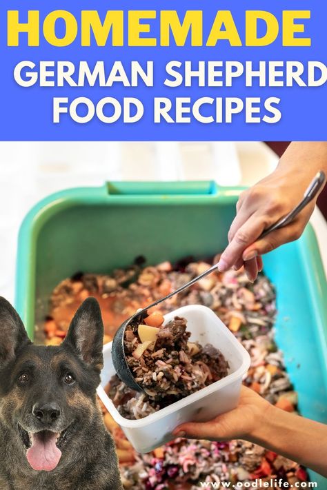 Check out some of our favorite DIY German Shepherd food recipes below for some easy step-by-step inspiration. Homemade Dog Food For Gsd, Best Food For German Shepherds, German Shepherd Food Recipes, Homemade Dog Food For German Shepards, Homemade Dog Food German Shepherd, German Shepherd Food Recipes Homemade Dog, Puppy Meals Food Recipes, Raw Dog Food Recipes For Large Dogs, Homemade Dog Food Grain Free