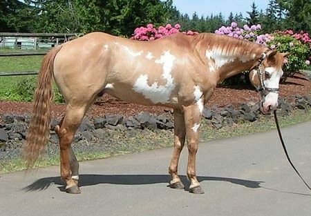 Beautiful Red Dun Framed Overo Horse Genetics, Lesson Horse, Pattern Combinations, Horse Crazy Girl, Different Horse Breeds, Horse Markings, Horse Coat Colors, American Paint Horse, Paint Horses