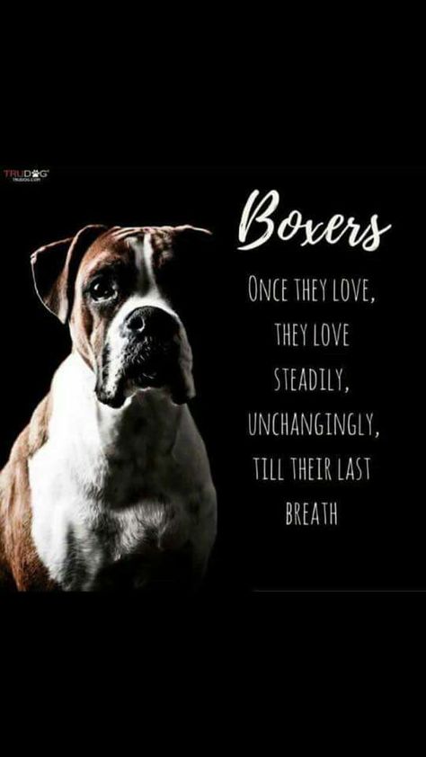 Dog Love Quotes, Boxer Dog Quotes, Animal Lover Quotes, Boxer Dogs Funny, Boxer Dogs Art, Boxer And Baby, Funny Boxer, Boxer (dog), Dog Quotes Funny