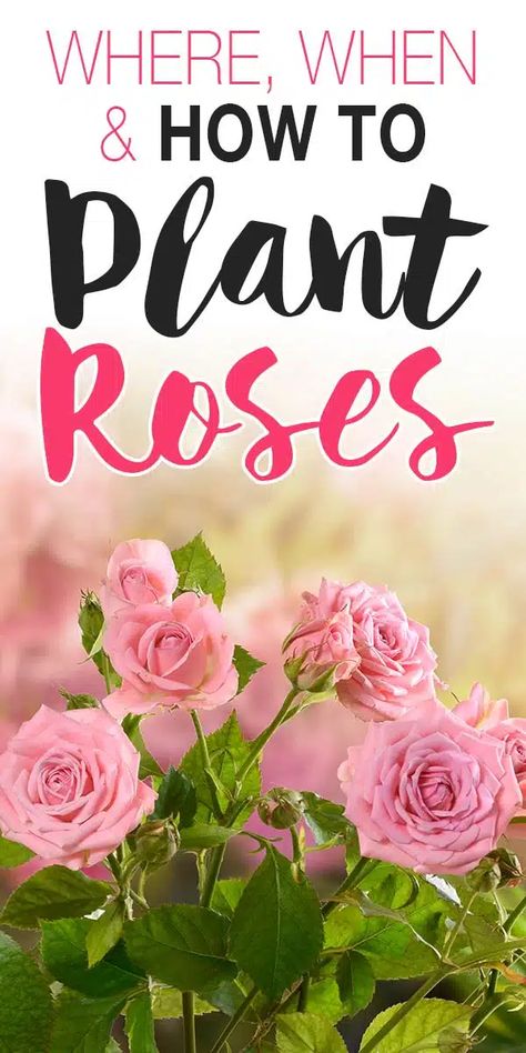 Where, When & How to Plant Roses! • The Garden Glove When To Plant Rose Bushes, Rose Bush Garden Ideas, Rose Beds Garden Ideas, Small Rose Garden Ideas, How To Plant Roses, When To Plant Roses, Planting Rose Bushes, Rose Bush Care, Budget Flowers