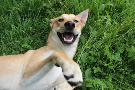 Dogs Running, Scary Dogs Aesthetic, Cirneco Dell'etna Dog, Canaan Dog, South Carolina Highway Patrol, Carolina Dog, Best Dogs For Families, Lure Coursing, Akc Breeds