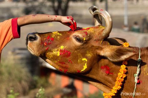 NEPAL-KATHMANDU-TIHAR-COW Tihar Festival Nepal, Tihar Festival, Govardhan Puja, Sacred Cow, Nepal Kathmandu, We're Moving, Hindu Deities, Nepal, To Read