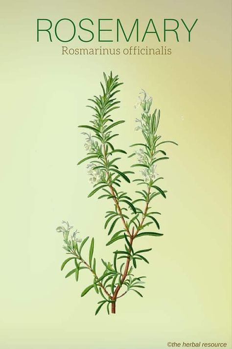 Rosemary Herb, Tattoo Plant, Herbal Plants, Herbal Apothecary, Healing Plants, Illustration Botanique, Herbal Healing, Rosmarinus Officinalis, Herbs For Health