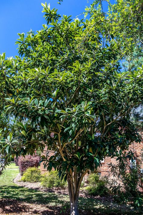 Loquat Tree, Jungle Gardens, London Garden, Edible Landscaping, Food Forest, Olive Gardens, Native Garden, Landscaping Plants, Landscape Trees