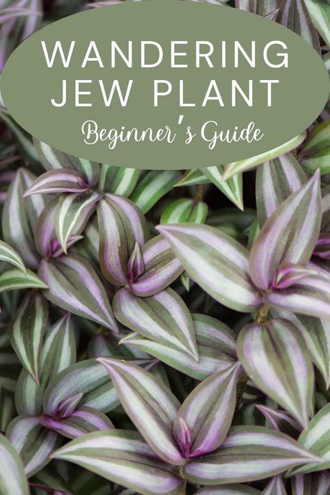 Discover the simple steps to keep your Wandering Jew plant thriving with this beginner-friendly guide. Wandering Dude Plant Care, Purple Wandering Jew Plant, Wondering Jew Plant Care, Wandering Jew Plant Care Indoors, Wandering Jew Plant Care, Wondering Jew Plant, Wondering Jew, Plant Meanings, Jew Plant