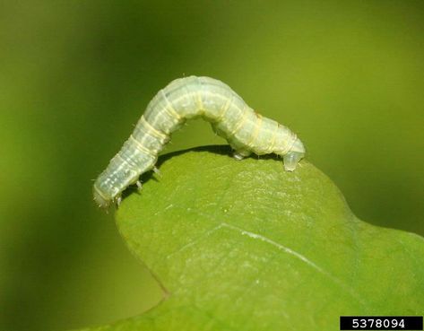 Winter Moth Larvae stage. Mass Audubon,irg  Milan Zubrik, Forest Research Institute - Slovakia, Bugwood.org Moth Caterpillar, Plum Tree, Rose Trees, Crab Apple, Plant Lighting, Garden Pests, Edible Garden, Pale Green, Fruit Trees