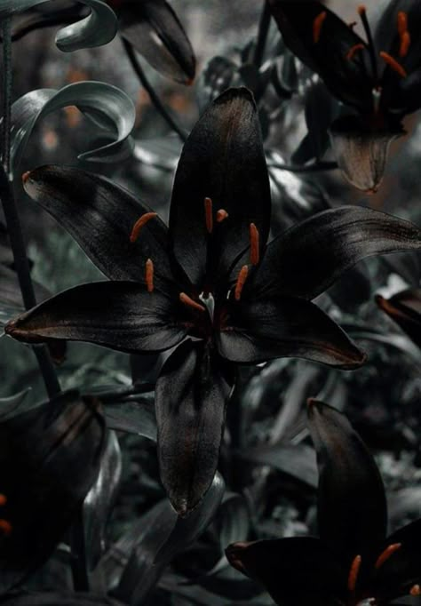 Black Lily Aesthetic, Black Lilies Aesthetic, Black Velvet Petunia Aesthetic, Black Plant Aesthetic, Black Plants Aesthetic, Goth Plant Aesthetic, Black Flowers Aesthetic, Lily Flower Aesthetic, Dark Flower Aesthetic