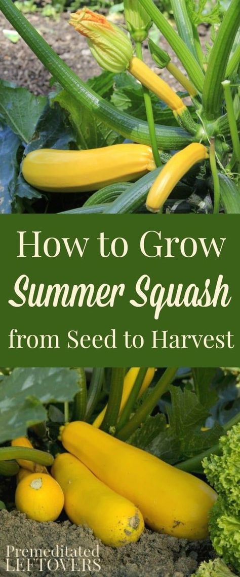 Squash Planting, Growing Summer Squash, Apartment Homesteading, How To Grow Zucchini, Garden Squash, Gardening Notes, Grow Zucchini, Growing Squash, Growing Zucchini