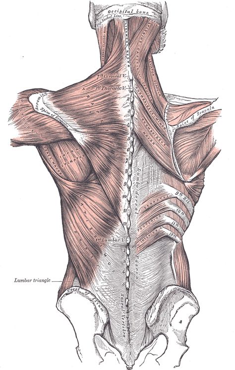 forward. Biceps brachii is at its strongest when your forearm is supinated, and at its weakest when your forearm is pronated (palm turned down). Psoas Release, Middle Back Pain, Craniosacral Therapy, Latissimus Dorsi, Hip Flexor Stretch, Upper Back Pain, Muscle Anatomy, Neck And Shoulder Pain, Shoulder Muscles